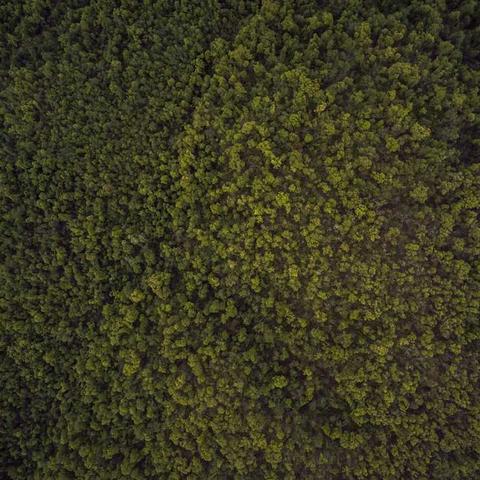 Munnar Tea Gardens